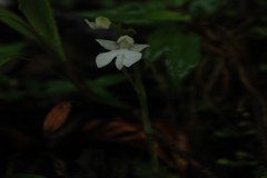 Habenaria plantaginea